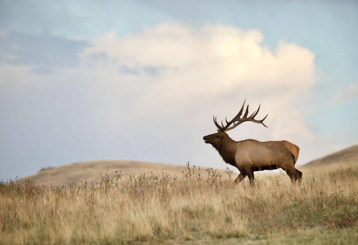 Bull elk with large antlers walking through golden grass under a cloudy sky