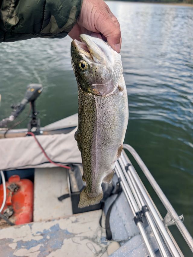 Close view of a rainbow trout with black spots and a pink stripe held over the water beside an aluminum fishing boat