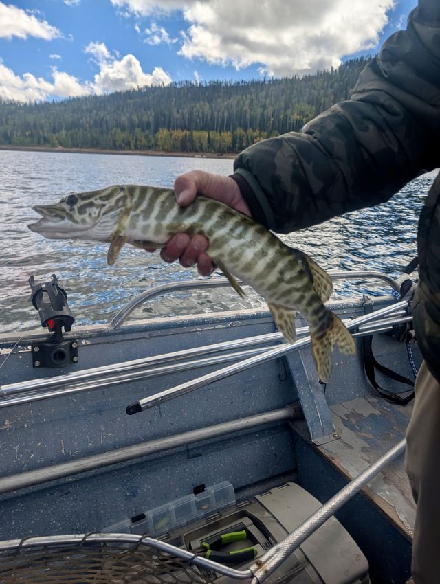 Hand holding a striped tiger trout in an aluminum fishing boat with a forested shoreline and blue sky behind
