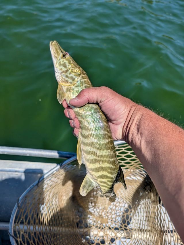 Hand holding a tiger trout with green and gold tiger stripes above the water