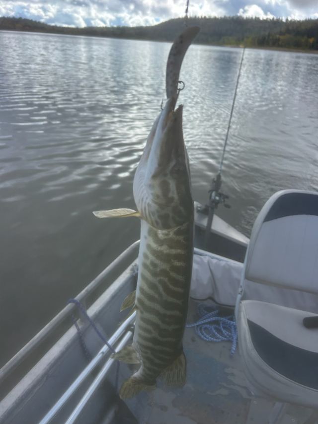 Tiger trout hanging from a crankbait lure over a boat with calm water and forested hills in the background