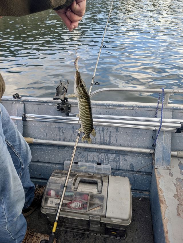 Tiger trout hanging from a fishing line with a lure in its mouth inside an aluminum fishing boat
